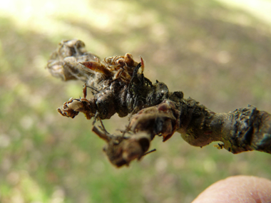 Petits bourgeons pointus dotés de petits fils. Agrandir dans une nouvelle fenêtre (ou onglet)